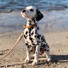 dalmation